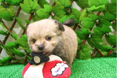 成約済の京都府のミックス犬-2896の2枚目