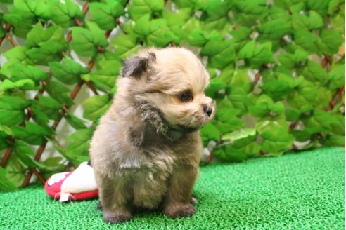 成約済の京都府のミックス犬-2896の1枚目