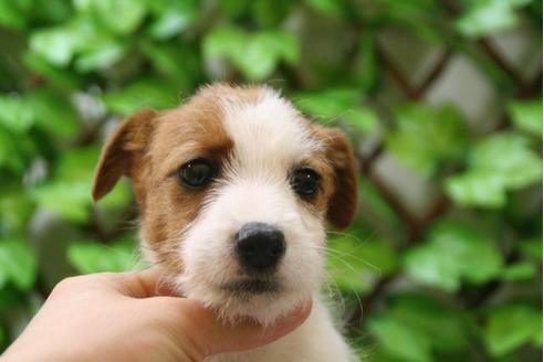 成約済の京都府のジャックラッセルテリア-2910の5枚目