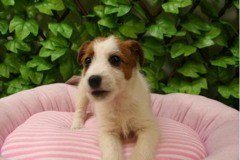 成約済の京都府のジャックラッセルテリア-2910の4枚目