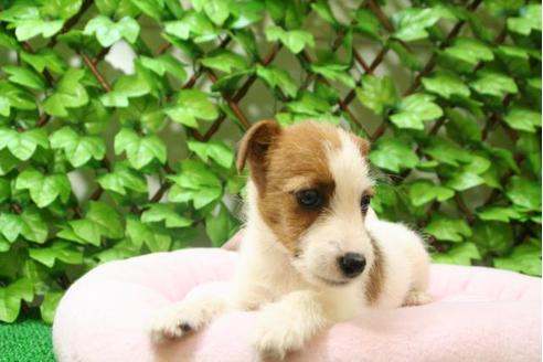 成約済の京都府のジャックラッセルテリア-2910の2枚目