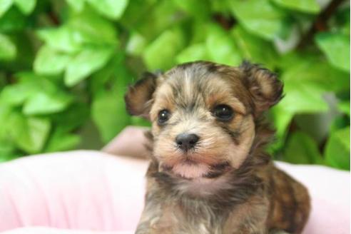 成約済の京都府のミックス犬-2986の5枚目