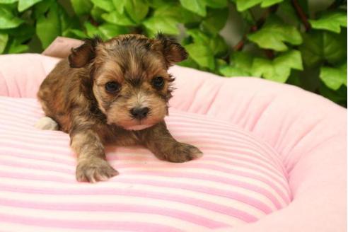 成約済の京都府のミックス犬-2986の4枚目