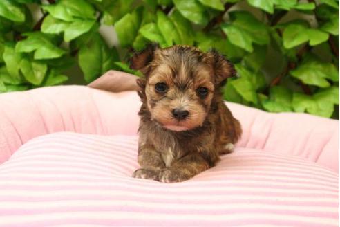 成約済の京都府のミックス犬-2986の3枚目