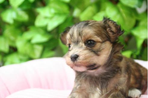 成約済の京都府のミックス犬-2986の2枚目