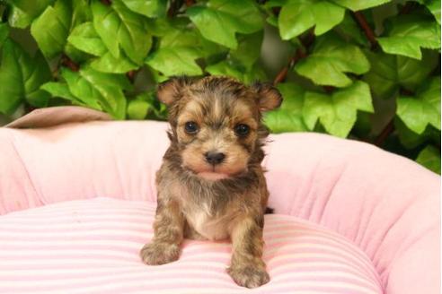 成約済の京都府のミックス犬-2986の1枚目