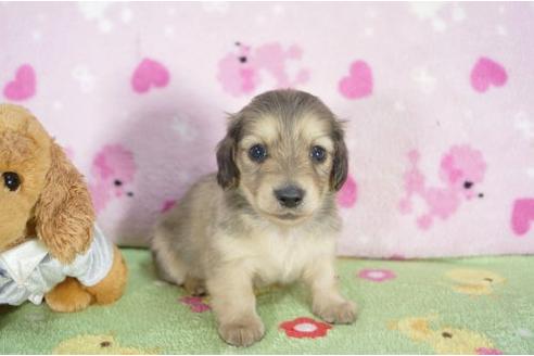 成約済の兵庫県のミニチュアダックスフンド-2991の1枚目