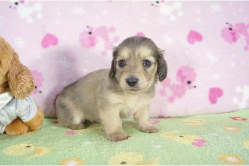 成約済の兵庫県のミニチュアダックスフンド-2991の2枚目