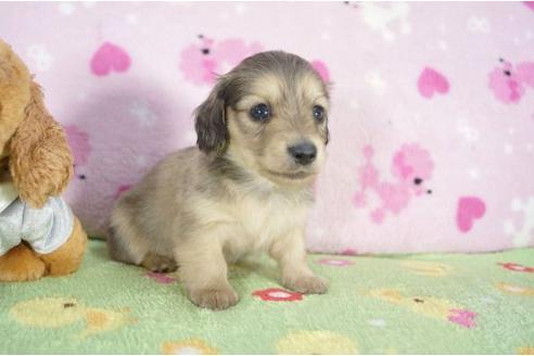 成約済の兵庫県のミニチュアダックスフンド-2991の3枚目