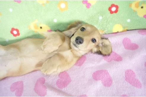 成約済の兵庫県のミニチュアダックスフンド-2995の1枚目