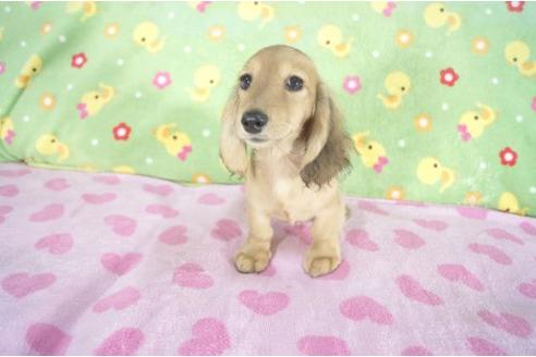 成約済の兵庫県のミニチュアダックスフンド-2995の2枚目