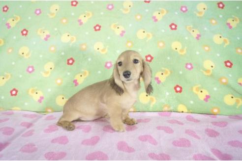 成約済の兵庫県のミニチュアダックスフンド-2995の3枚目