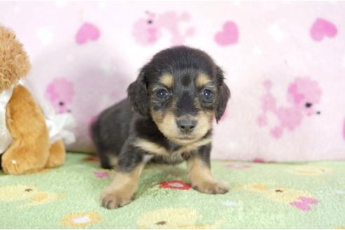 成約済の兵庫県のミニチュアダックスフンド-2996の1枚目