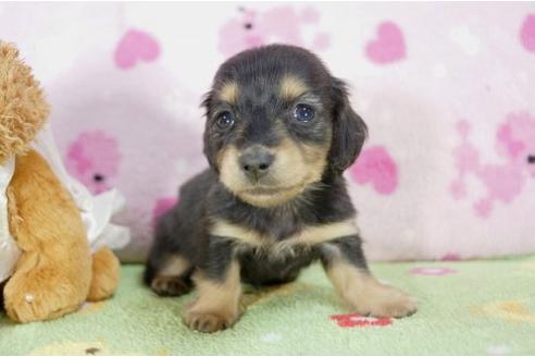 成約済の兵庫県のミニチュアダックスフンド-2996の2枚目