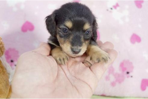 成約済の兵庫県のミニチュアダックスフンド-2996の3枚目