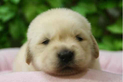 成約済の京都府のゴールデンレトリーバー-3046の4枚目