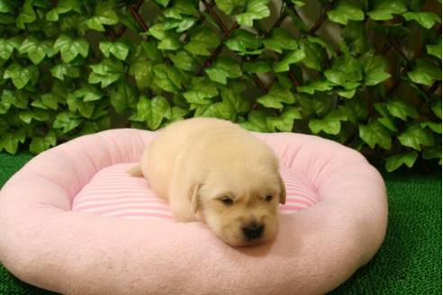 成約済の京都府のゴールデンレトリーバー-3046の3枚目