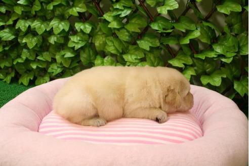 成約済の京都府のゴールデンレトリーバー-3046の2枚目