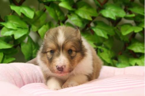 成約済の京都府のシェットランドシープドッグ(シェルティ)-3141の5枚目