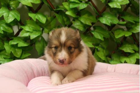 成約済の京都府のシェットランドシープドッグ(シェルティ)-3141の4枚目