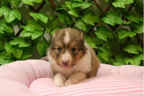 成約済の京都府のシェットランドシープドッグ(シェルティ)-3141の3枚目