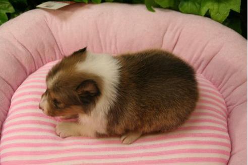 成約済の京都府のシェットランドシープドッグ(シェルティ)-3141の2枚目