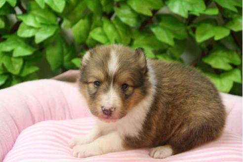 成約済の京都府のシェットランドシープドッグ(シェルティ)-3141の1枚目