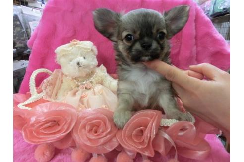 成約済の京都府のチワワ-3153の1枚目