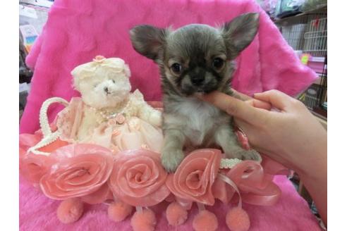 成約済の京都府のチワワ-3153の2枚目