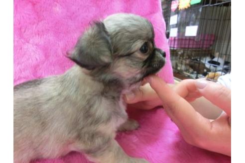 成約済の京都府のチワワ-3153の3枚目