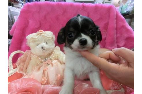 成約済の京都府のチワワ-3154の1枚目