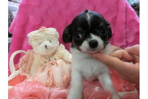 成約済の京都府のチワワ-3154の2枚目