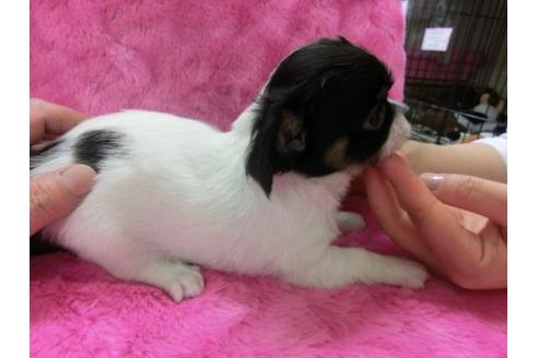 成約済の京都府のチワワ-3154の3枚目