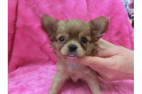 成約済の京都府のチワワ-3155の1枚目