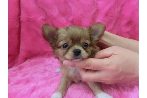 成約済の京都府のチワワ-3155の2枚目