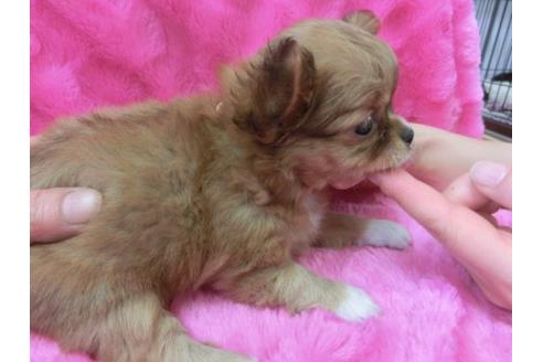 成約済の京都府のチワワ-3155の3枚目