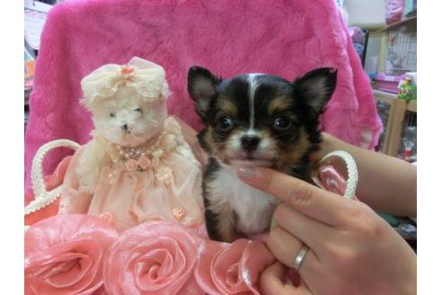 成約済の京都府のチワワ-3176の1枚目