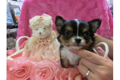 成約済の京都府のチワワ-3176の2枚目