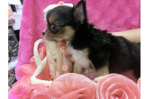 成約済の京都府のチワワ-3176の3枚目