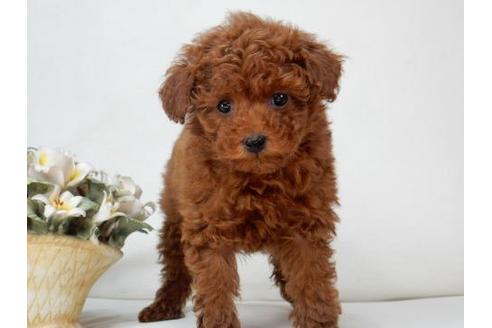 成約済の北海道のトイプードル-3291の1枚目