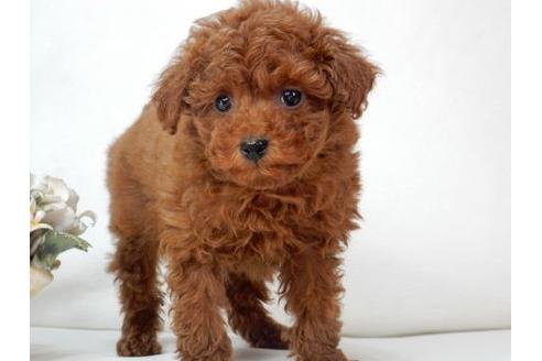 成約済の北海道のトイプードル-3291の2枚目