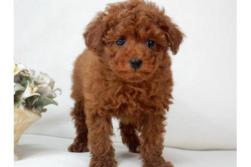 成約済の北海道のトイプードル-3291の3枚目