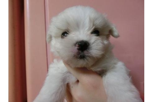 成約済の福岡県のマルチーズ-3352の1枚目