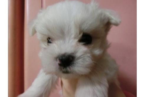 成約済の福岡県のマルチーズ-3352の2枚目