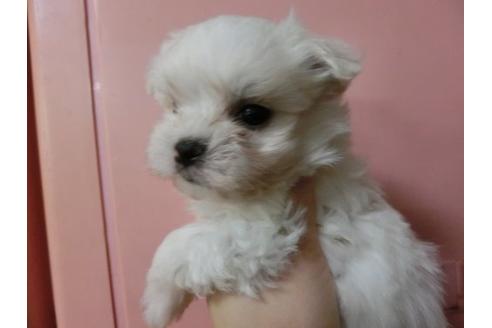 成約済の福岡県のマルチーズ-3352の3枚目