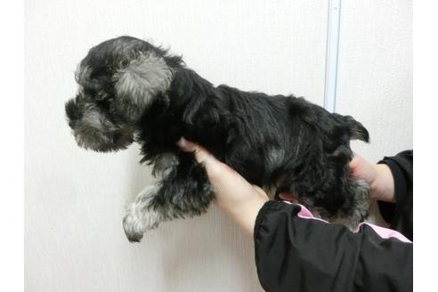 成約済の福岡県のミニチュアシュナウザー-3353の3枚目