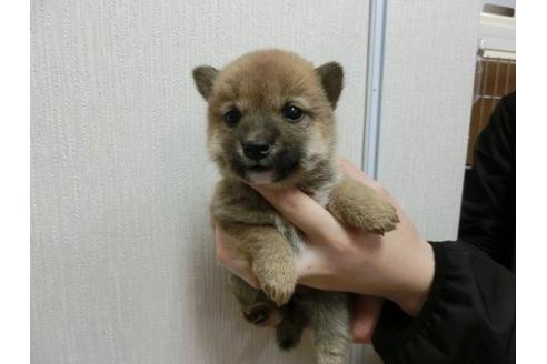 成約済の福岡県の柴犬-3354の1枚目