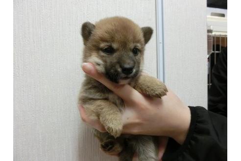 成約済の福岡県の柴犬-3354の2枚目