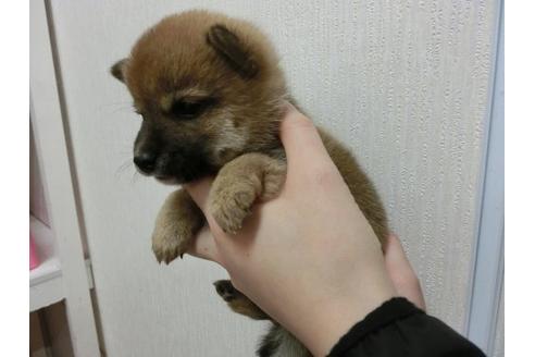 成約済の福岡県の柴犬-3354の3枚目