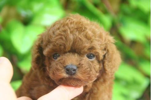 成約済の京都府のトイプードル-3479の3枚目